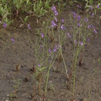 Dopatrium lobelioides (Retz.) Benth.